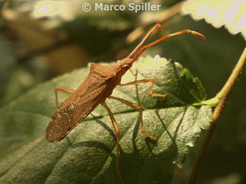 Coreidae: Gonocerus acuteangulatus di Milano?